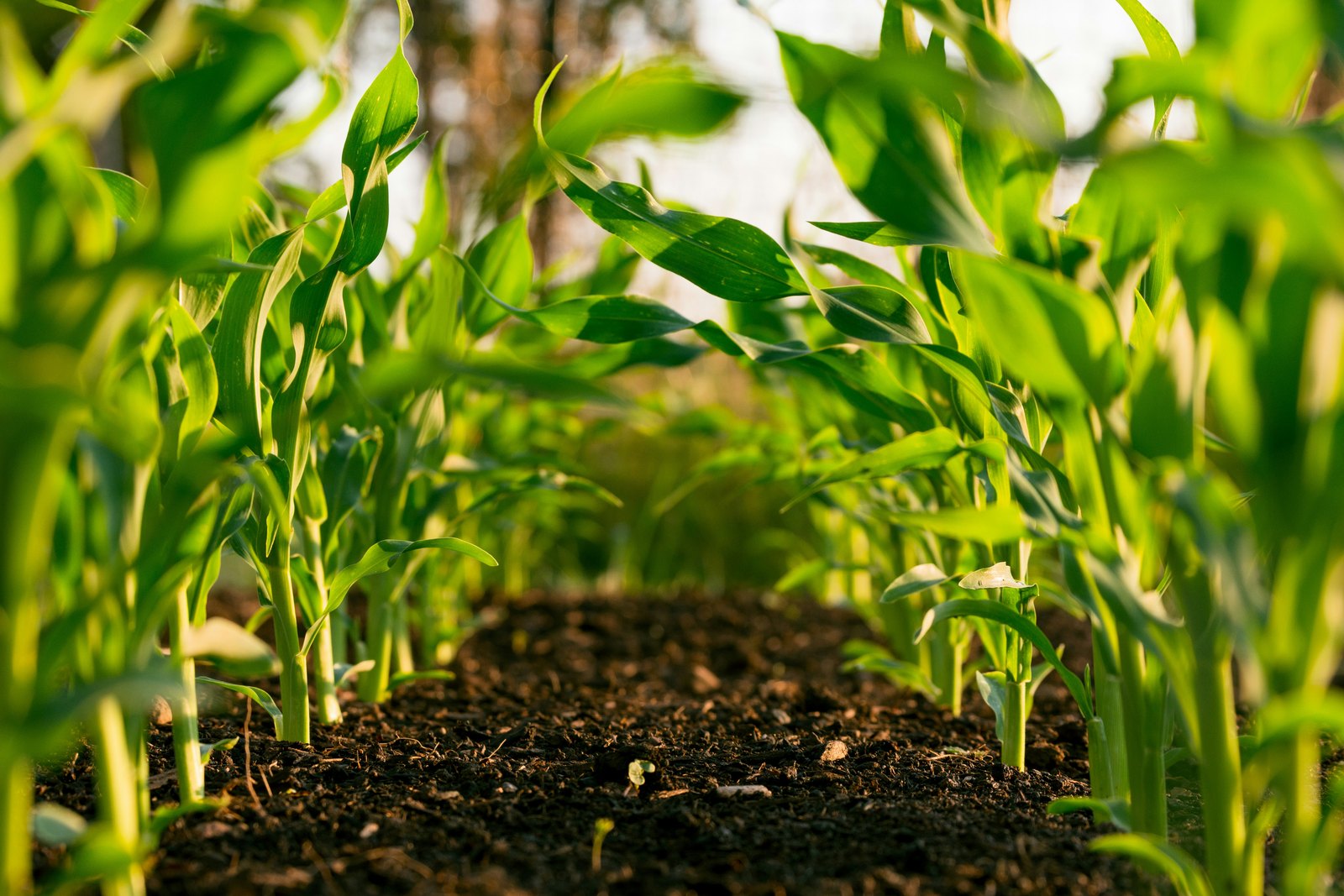 Scénario Agricrise, crise agricole et industrielle simulée